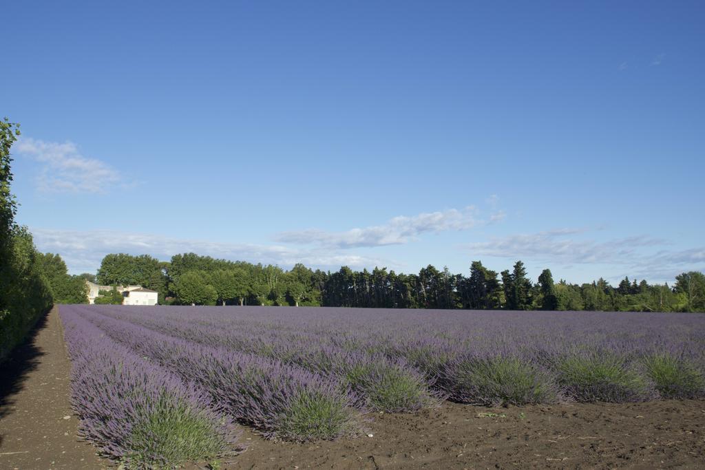 Montjoia Bed and Breakfast LʼIsle-sur-la-Sorgue Eksteriør billede